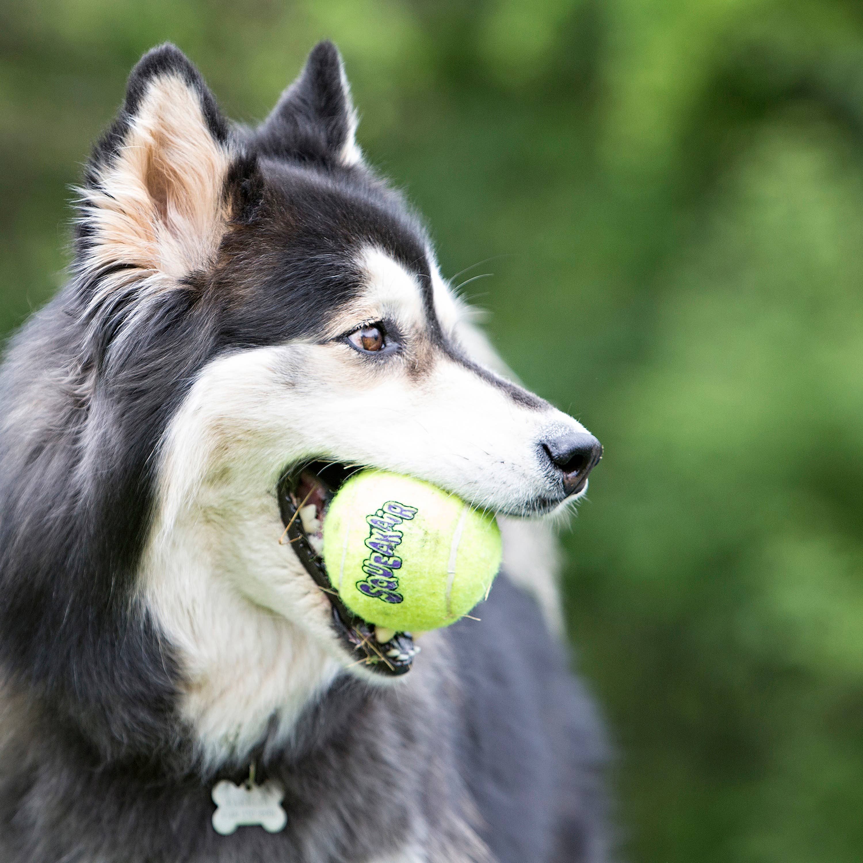 KONG® SqueakAir® Balls Dog Fetch Toy Medium